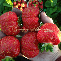 Клубника КЭБОТ (КРУПНОМЕР! ОГРОМНЫЙ КУСТ, УРОЖАЙ В ГОД ПОСАДКИ) Клубника КЭБОТ (КРУПНОМЕР! ОГРОМНЫЙ КУСТ, УРОЖАЙ В ГОД ПОСАДКИ)